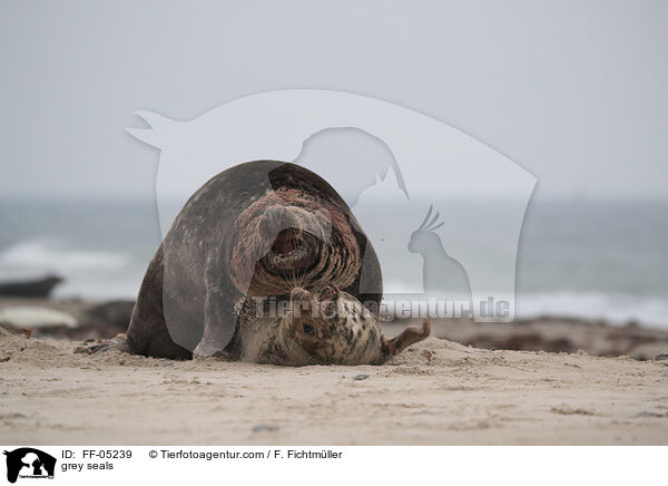 Kegelrobben / grey seals / FF-05239