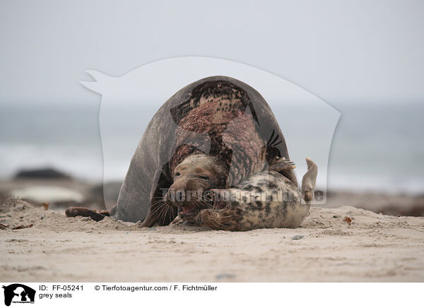Kegelrobben / grey seals / FF-05241