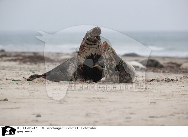 Kegelrobben / grey seals / FF-05247
