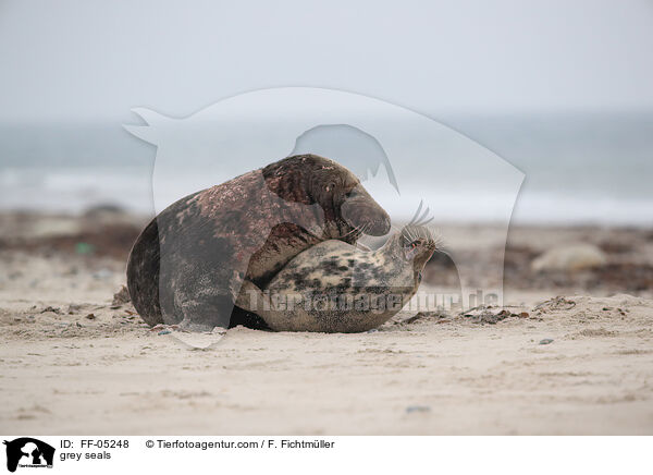 Kegelrobben / grey seals / FF-05248