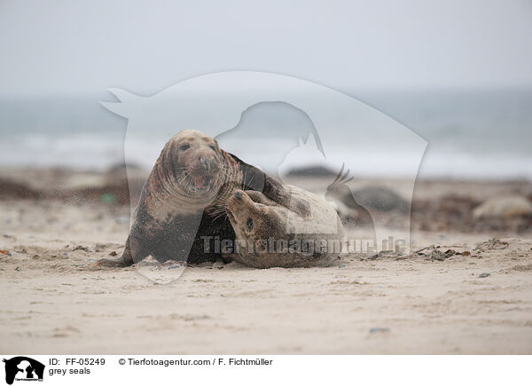 Kegelrobben / grey seals / FF-05249