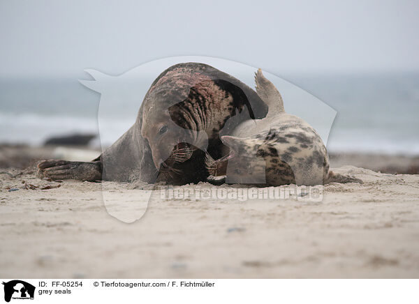 Kegelrobben / grey seals / FF-05254