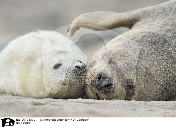 Kegelrobben / grey seals / DV-03372