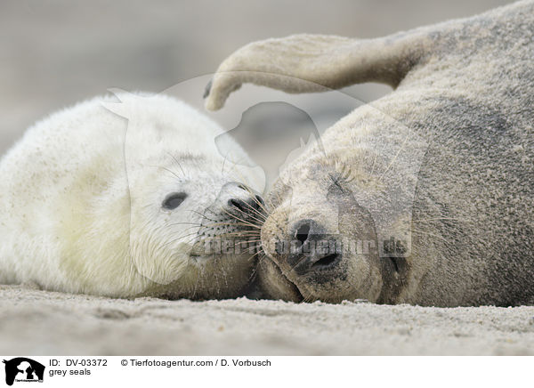 grey seals / DV-03372