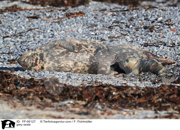 Kegelrobben / grey seals / FF-06127