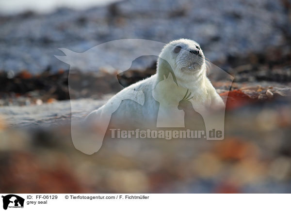 Kegelrobbe / grey seal / FF-06129