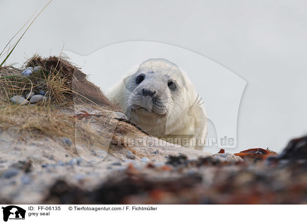 grey seal / FF-06135