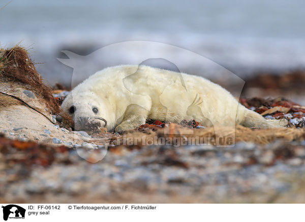 Kegelrobbe / grey seal / FF-06142