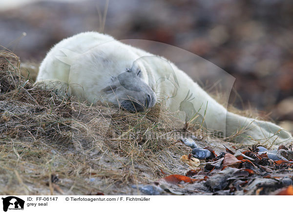 grey seal / FF-06147