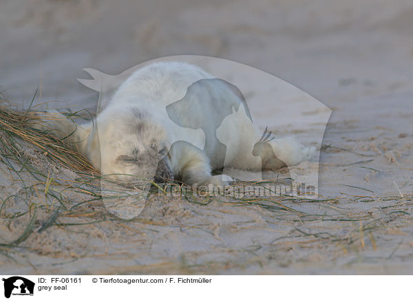 Kegelrobbe / grey seal / FF-06161