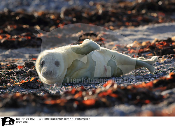 grey seal / FF-06162