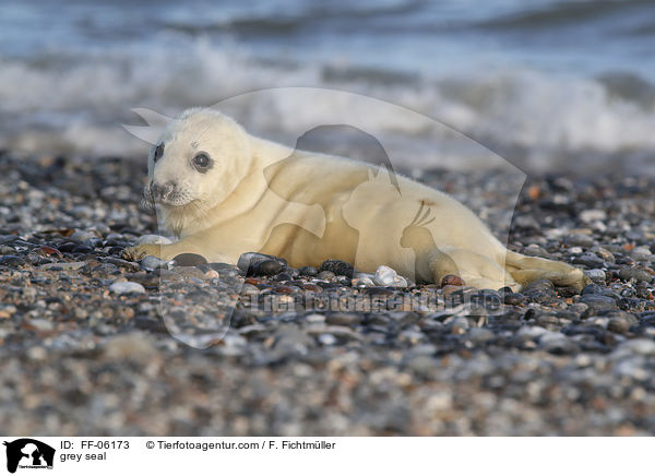 grey seal / FF-06173