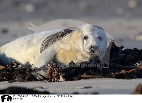 grey seal / FF-06190