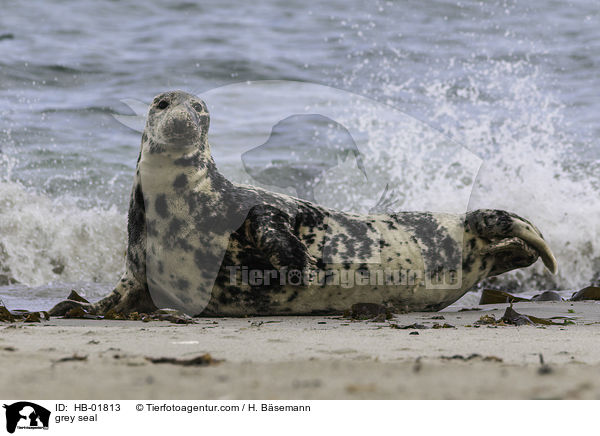 Kegelrobbe / grey seal / HB-01813