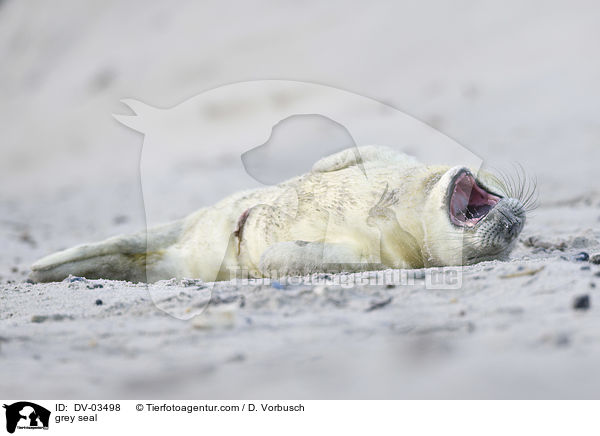 grey seal / DV-03498