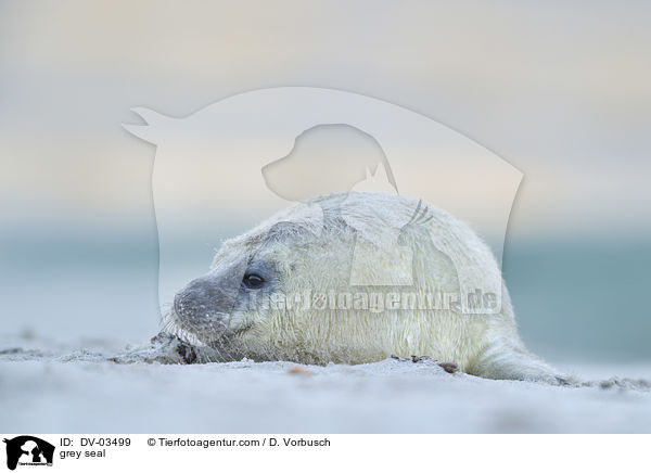 Kegelrobbe / grey seal / DV-03499