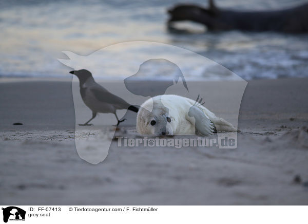 Kegelrobbe / grey seal / FF-07413