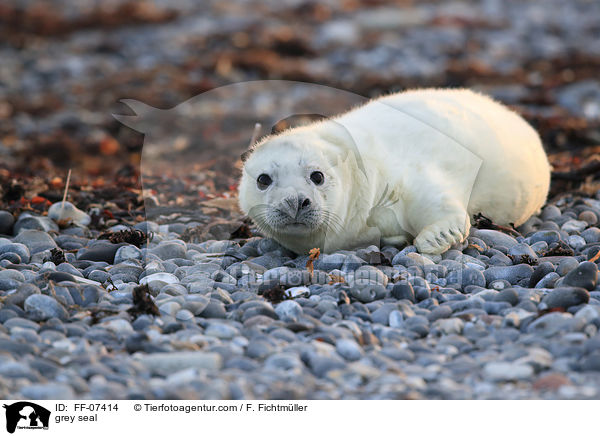 grey seal / FF-07414