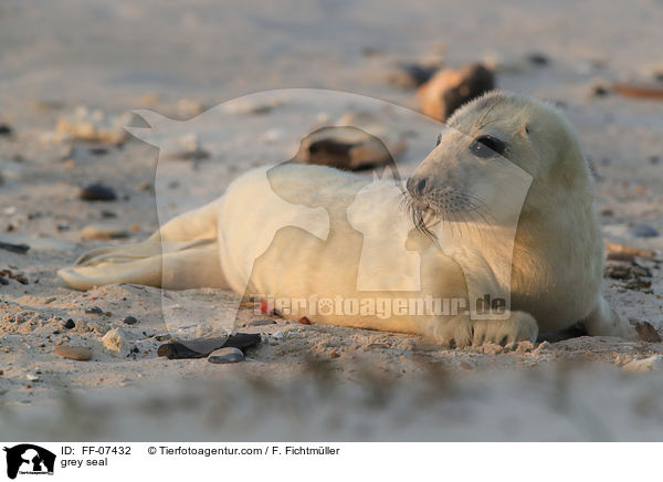 Kegelrobbe / grey seal / FF-07432