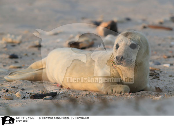 Kegelrobbe / grey seal / FF-07433