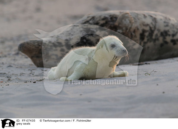 grey seals / FF-07435
