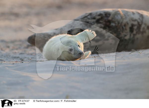 Kegelrobben / grey seals / FF-07437