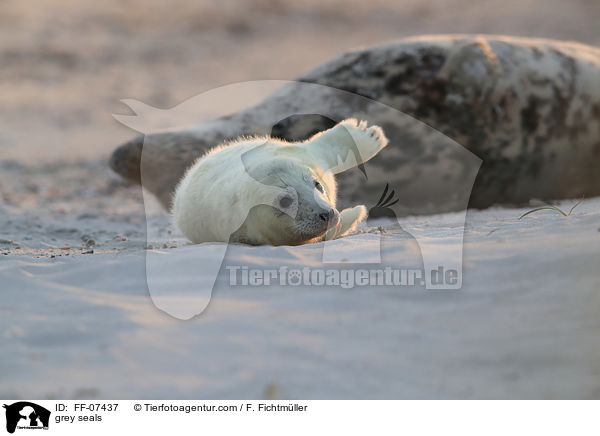 grey seals / FF-07437