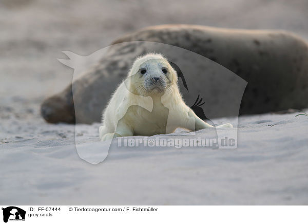 grey seals / FF-07444