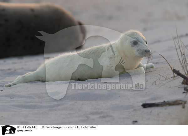 Kegelrobben / grey seals / FF-07445