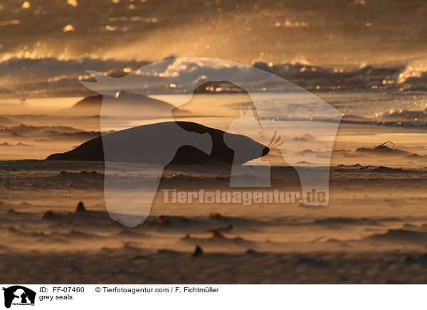 Kegelrobben / grey seals / FF-07460