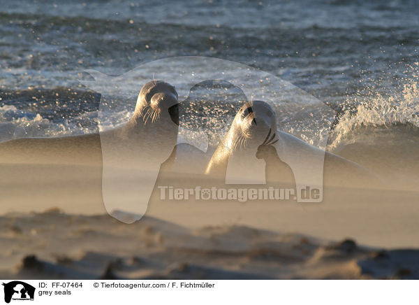 grey seals / FF-07464