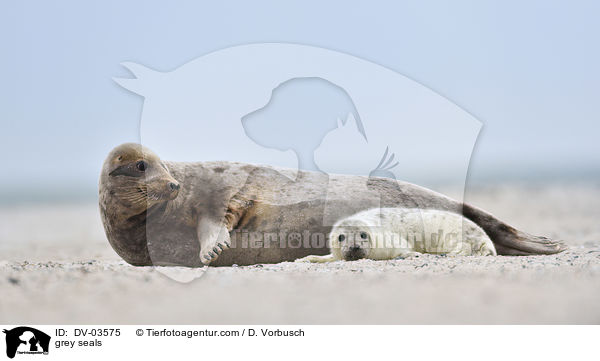 Kegelrobben / grey seals / DV-03575