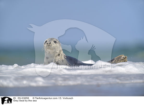 Kegelrobbe am Meer / Grey Seal by the sea / DV-03656