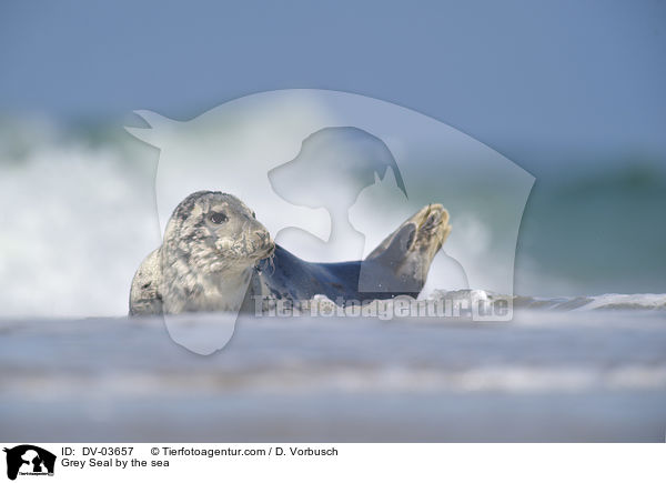 Kegelrobbe am Meer / Grey Seal by the sea / DV-03657