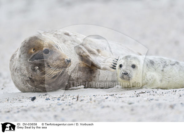 Grey Seal by the sea / DV-03658