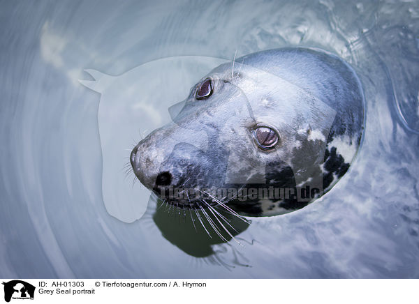 Grey Seal portrait / AH-01303