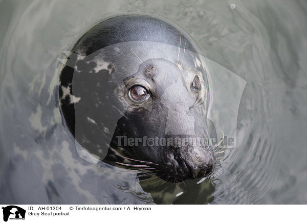 Kegelrobbe Portrait / Grey Seal portrait / AH-01304