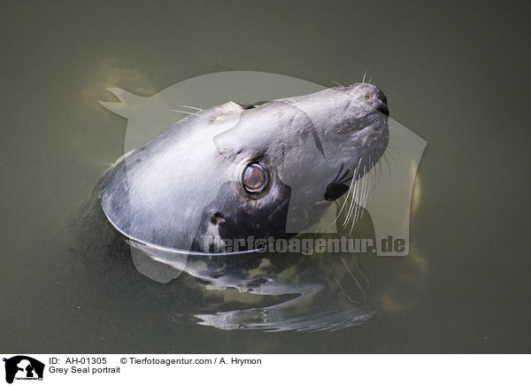 Kegelrobbe Portrait / Grey Seal portrait / AH-01305