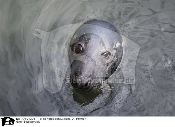 Kegelrobbe Portrait / Grey Seal portrait / AH-01306