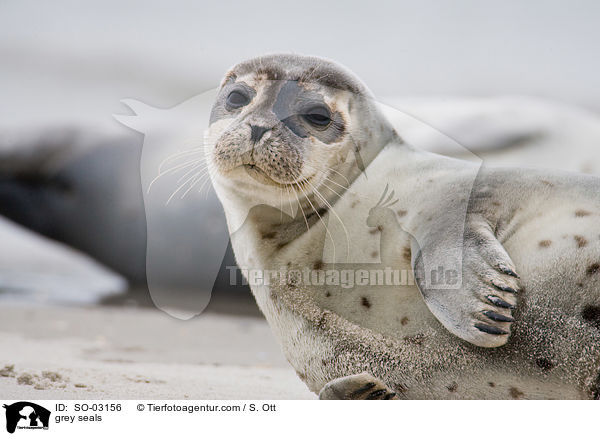 grey seals / SO-03156