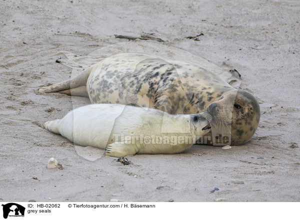 Kegelrobben / grey seals / HB-02062