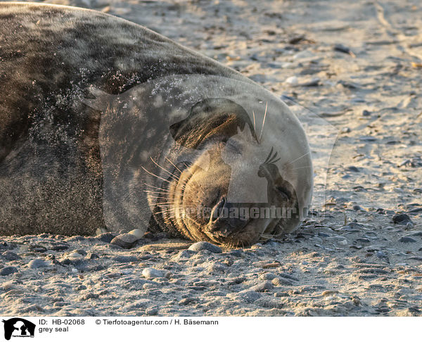 grey seal / HB-02068