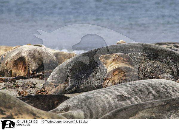 Kegelrobben / grey seals / JEB-02139