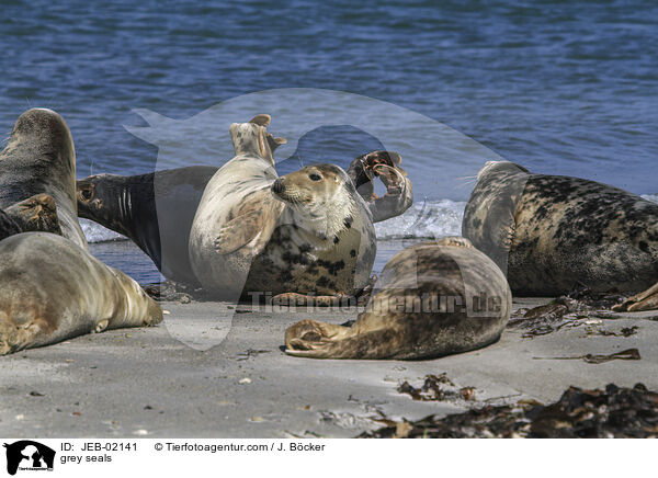 Kegelrobben / grey seals / JEB-02141