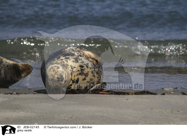 Kegelrobben / grey seals / JEB-02145