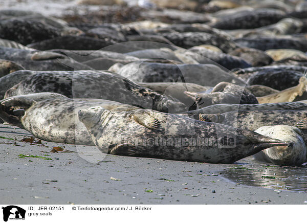 grey seals / JEB-02151