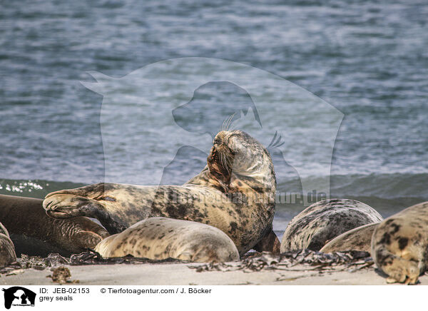 Kegelrobben / grey seals / JEB-02153