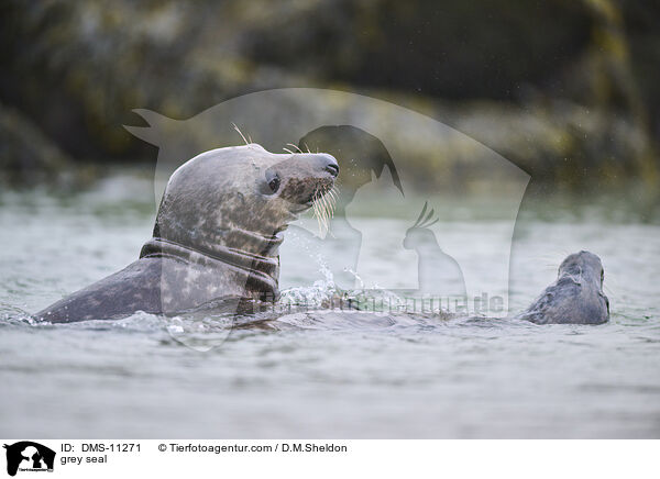 Kegelrobbe / grey seal / DMS-11271