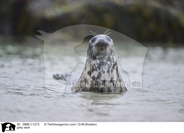 Kegelrobbe / grey seal / DMS-11272
