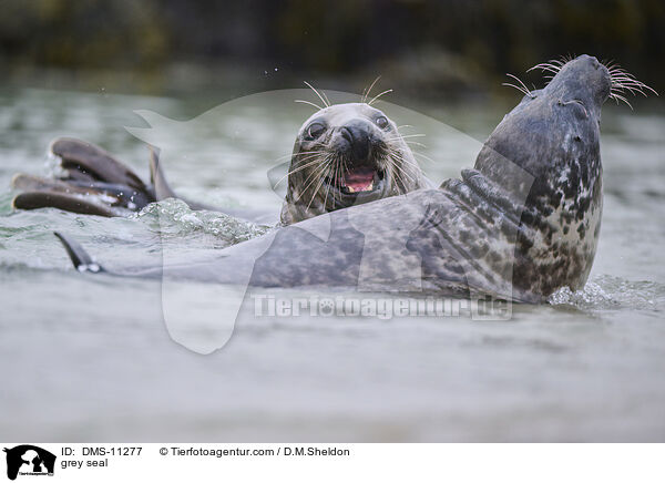 Kegelrobbe / grey seal / DMS-11277